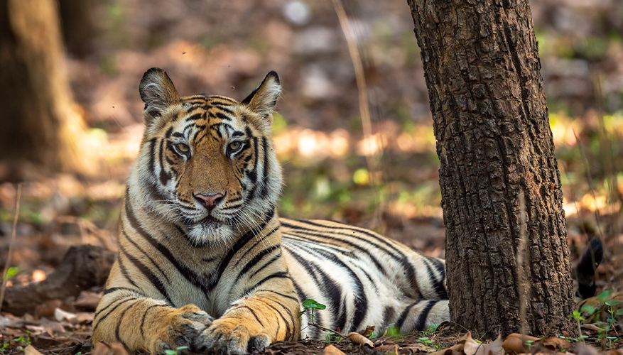 Tiger in Bandhavgarh National Park